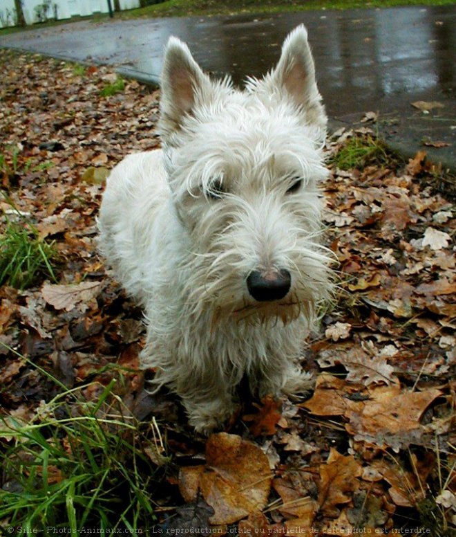 Photo de Scottish terrier