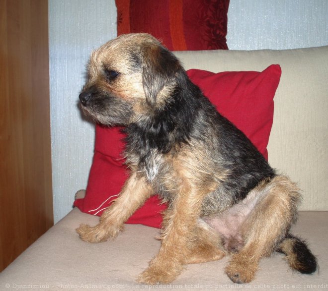 Photo de Border terrier