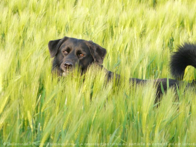 Photo de Labrador retriever