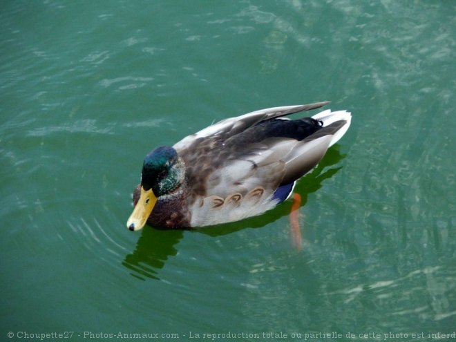 Photo de Canard