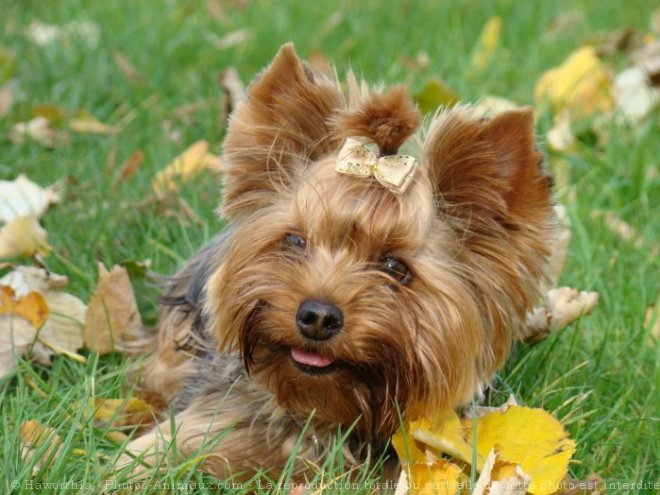 Photo de Yorkshire terrier