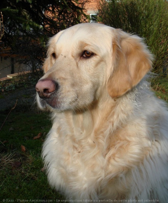 Photo de Golden retriever