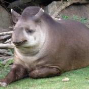 Photo de Tapir