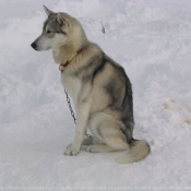 Photo de Husky siberien