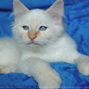 Photo de Sacr de birmanie