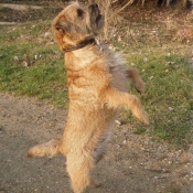 Photo de Border terrier