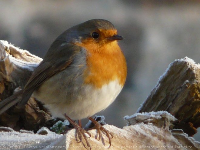 Photo de Rouge gorge