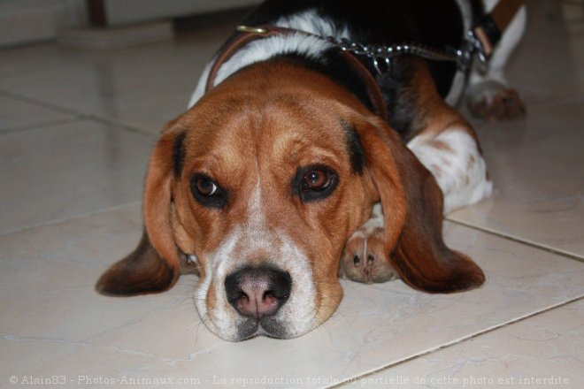 Photo de Beagle