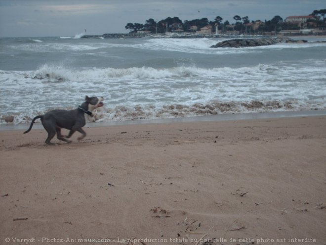 Photo d'American staffordshire terrier