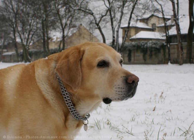 Photo de Labrador retriever