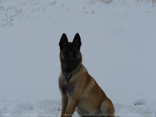 Photo de Berger belge malinois