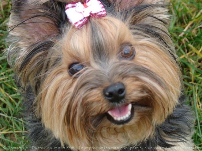 Photo de Yorkshire terrier