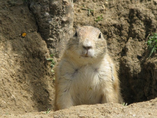 Photo de Chien de prairie