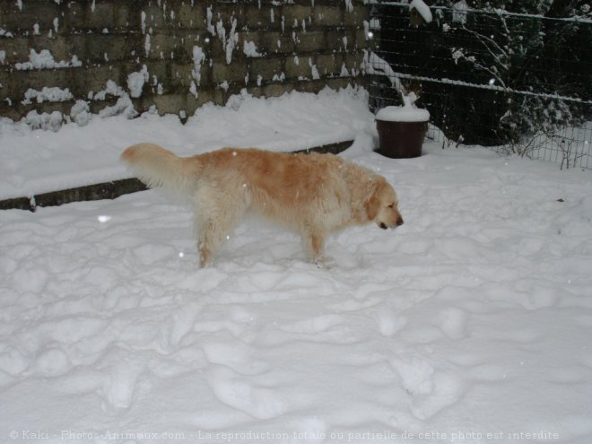 Photo de Golden retriever