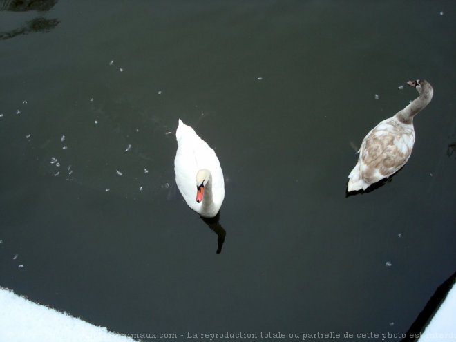 Photo de Cygne