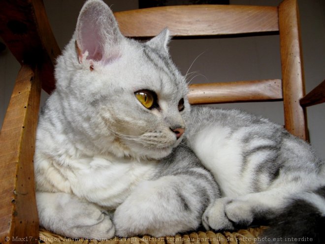 Photo de Selkirk rex poil court