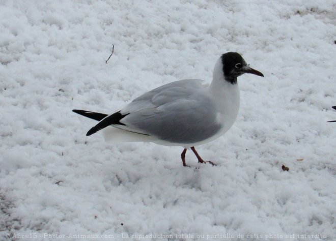 Photo de Mouette