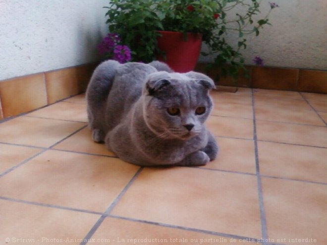 Photo de Scottish fold