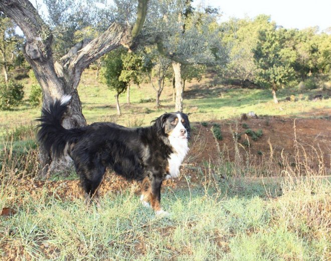 Photo de Bouvier bernois