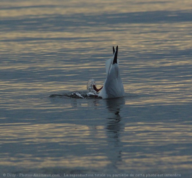 Photo de Mouette