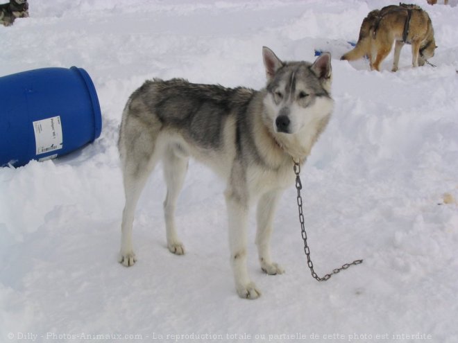 Photo de Husky siberien