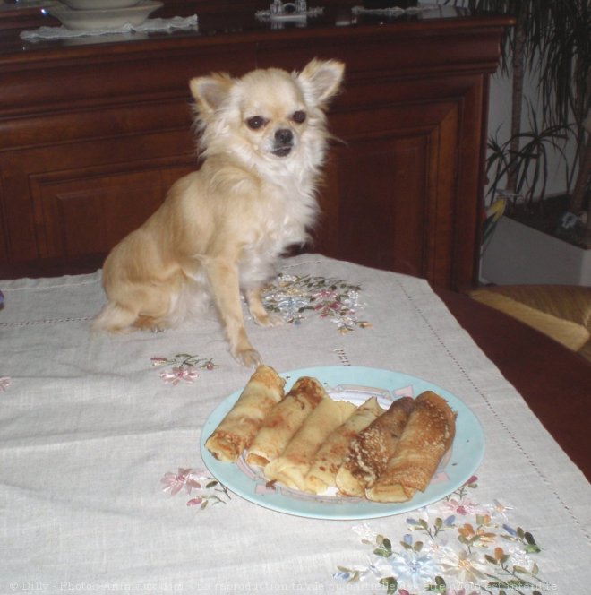 Photo de Chihuahua  poil long