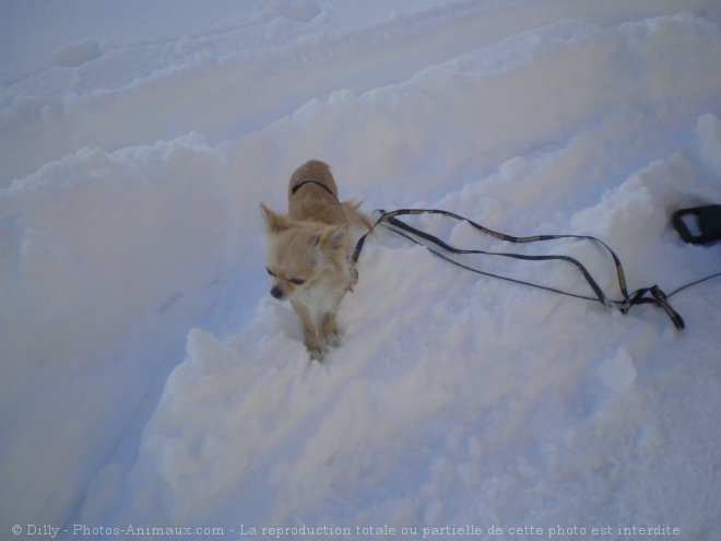 Photo de Chihuahua  poil long