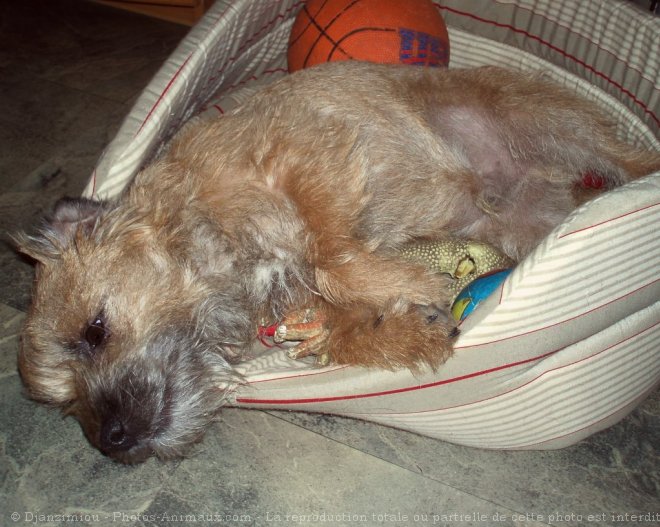 Photo de Border terrier