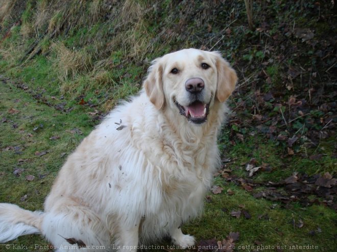 Photo de Golden retriever