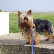 Photo de Yorkshire terrier