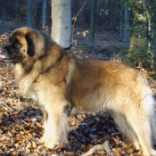 Photo de Leonberg