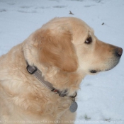 Photo de Golden retriever