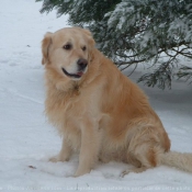 Photo de Golden retriever