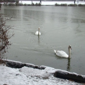 Photo de Cygne