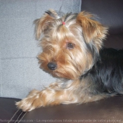 Photo de Yorkshire terrier