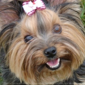 Photo de Yorkshire terrier