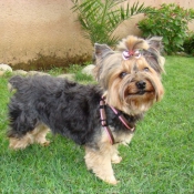 Photo de Yorkshire terrier