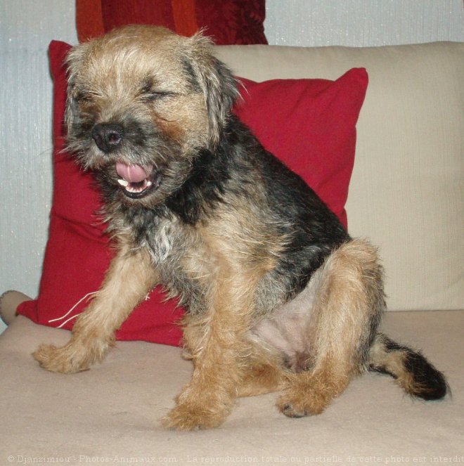 Photo de Border terrier