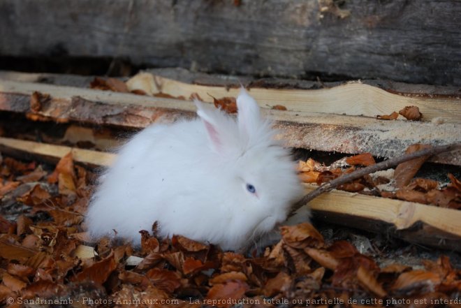 Photo de Lapin