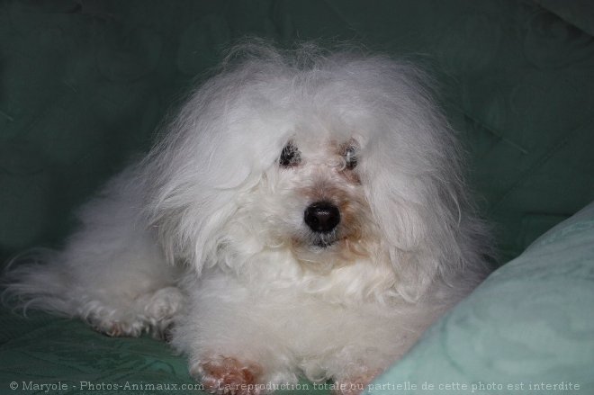 Photo de Coton de tulear