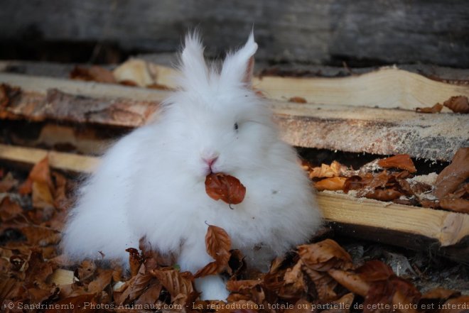 Photo de Lapin