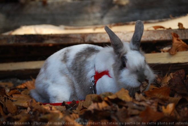 Photo de Lapin