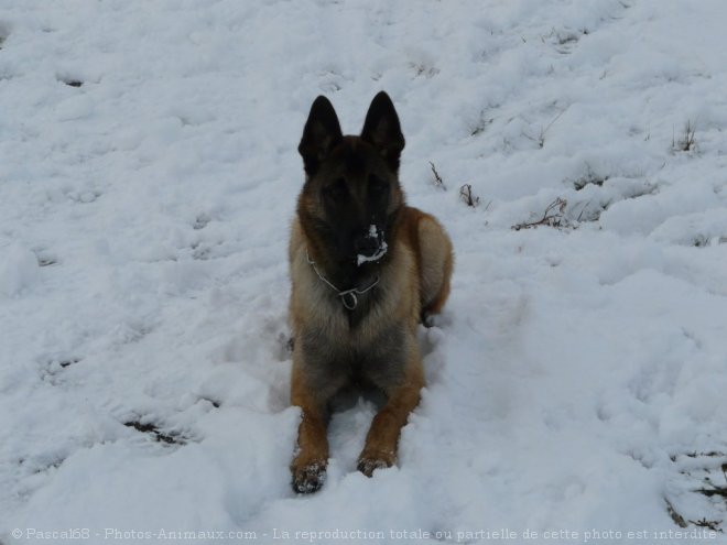 Photo de Berger belge malinois