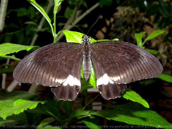 Photo de Papillon