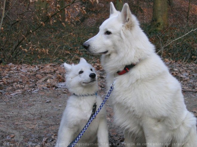 Photo de Berger blanc suisse