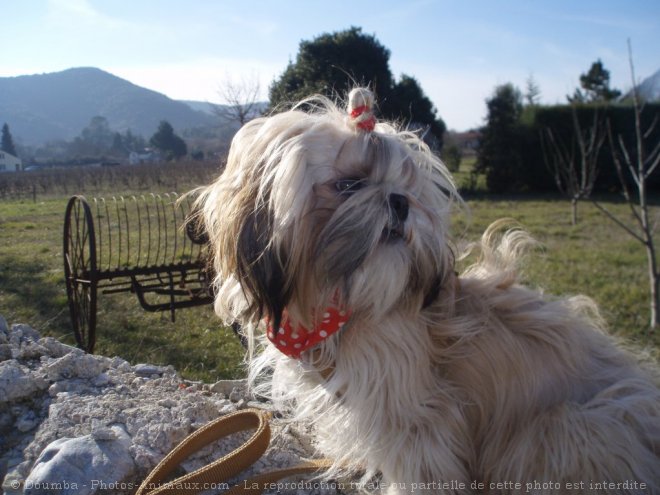 Photo de Shih tzu