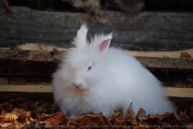 Photo de Lapin