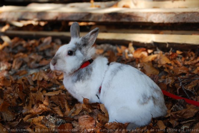 Photo de Lapin