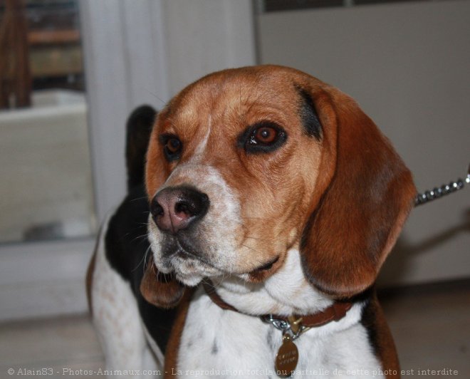 Photo de Beagle