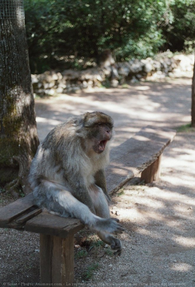 Photo de Singe - macaque